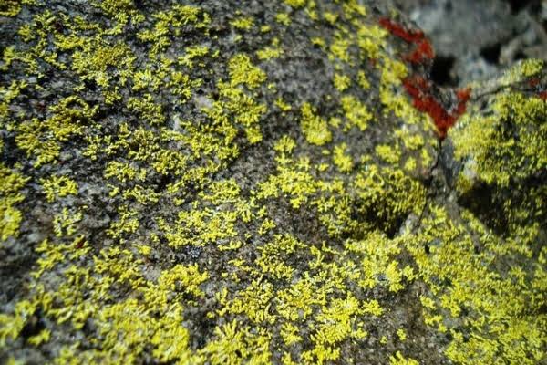 MACS Agharkar Research Institute (DST) Finds Five New Allographa Species in Western Ghats
