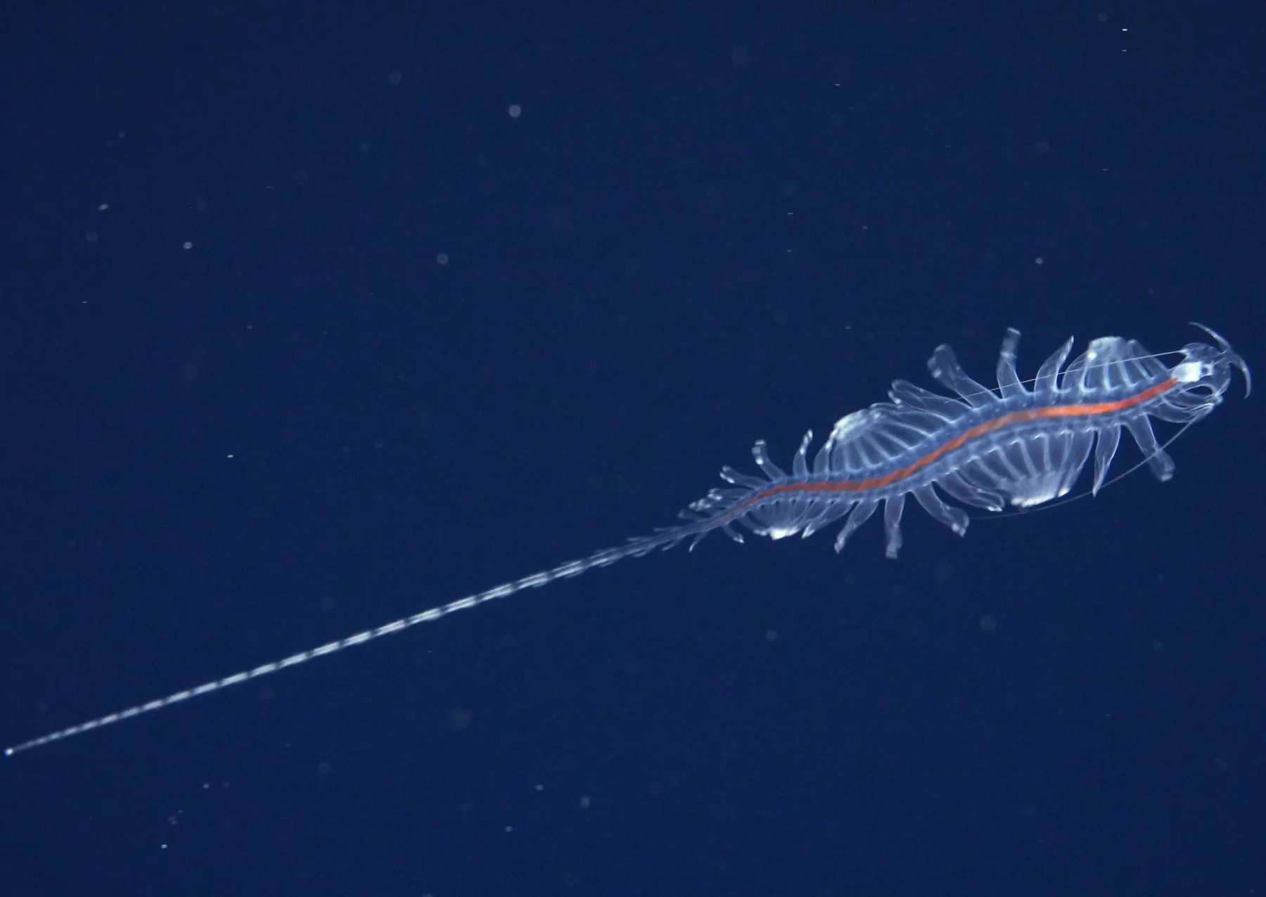 ICAR-NBFGR Identifies Two New Marine Species from Indian Waters