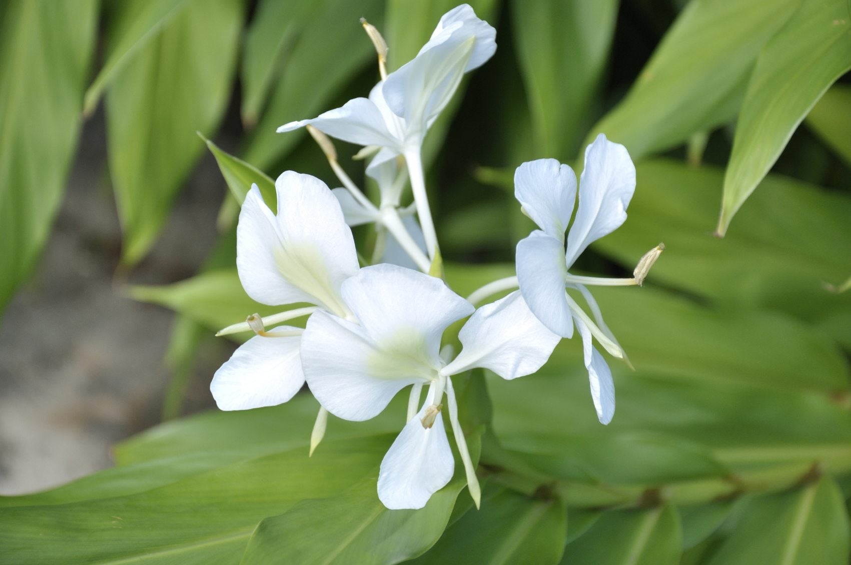Botanists Describe New Ginger Lily Hedychium zubeengargianum from Shillong