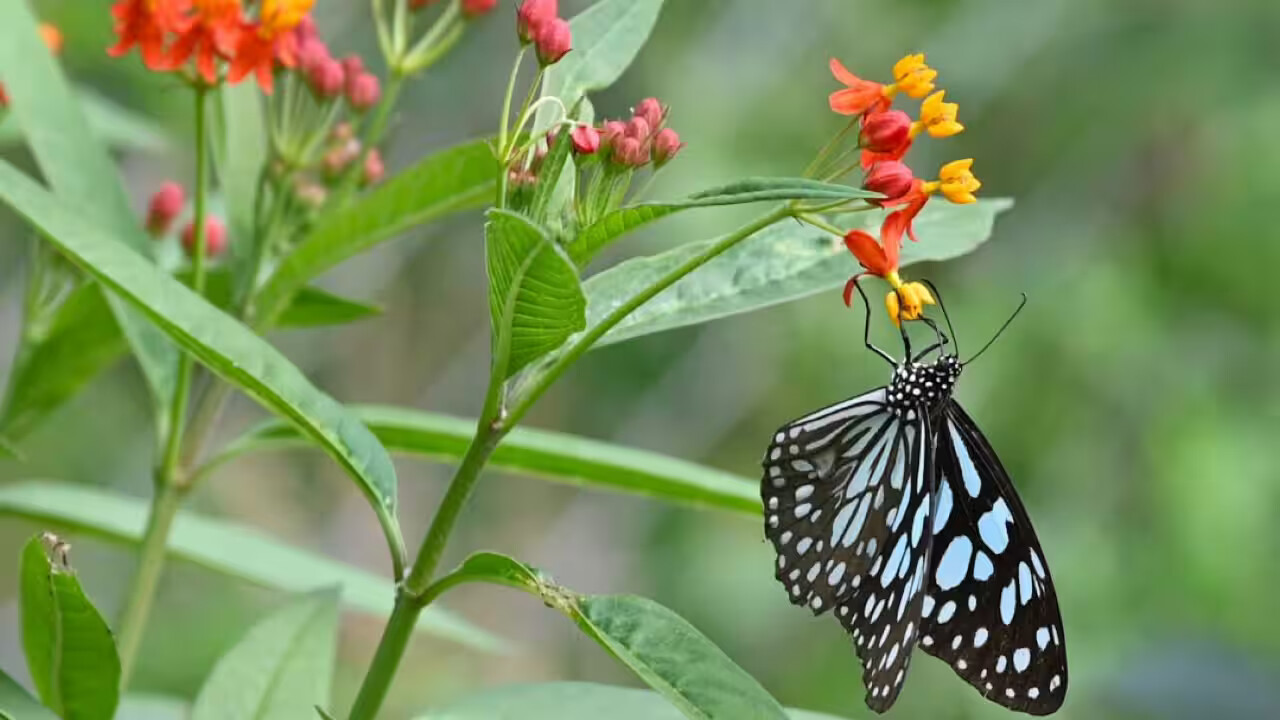 Invasive species also act as larval host plants for butterflies in Assam forests