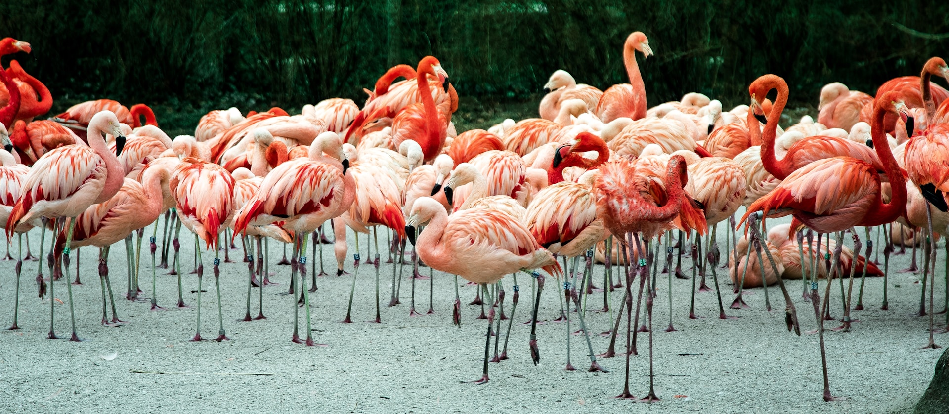 Migratory Birds’ Annual Cycle