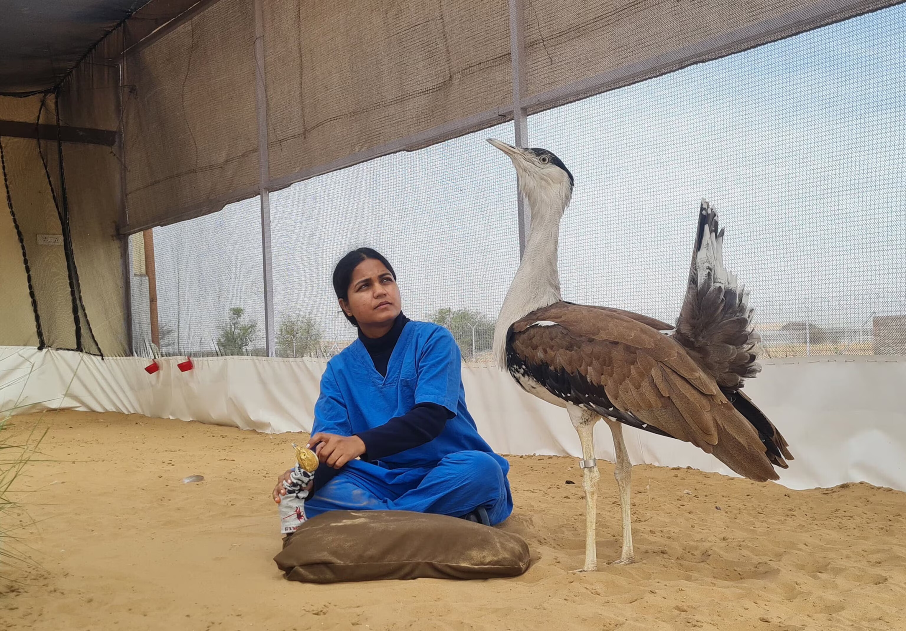 Uzbekistan Releases 672 Captive-Bred Asian Houbara Bustards in Karakalpakstan