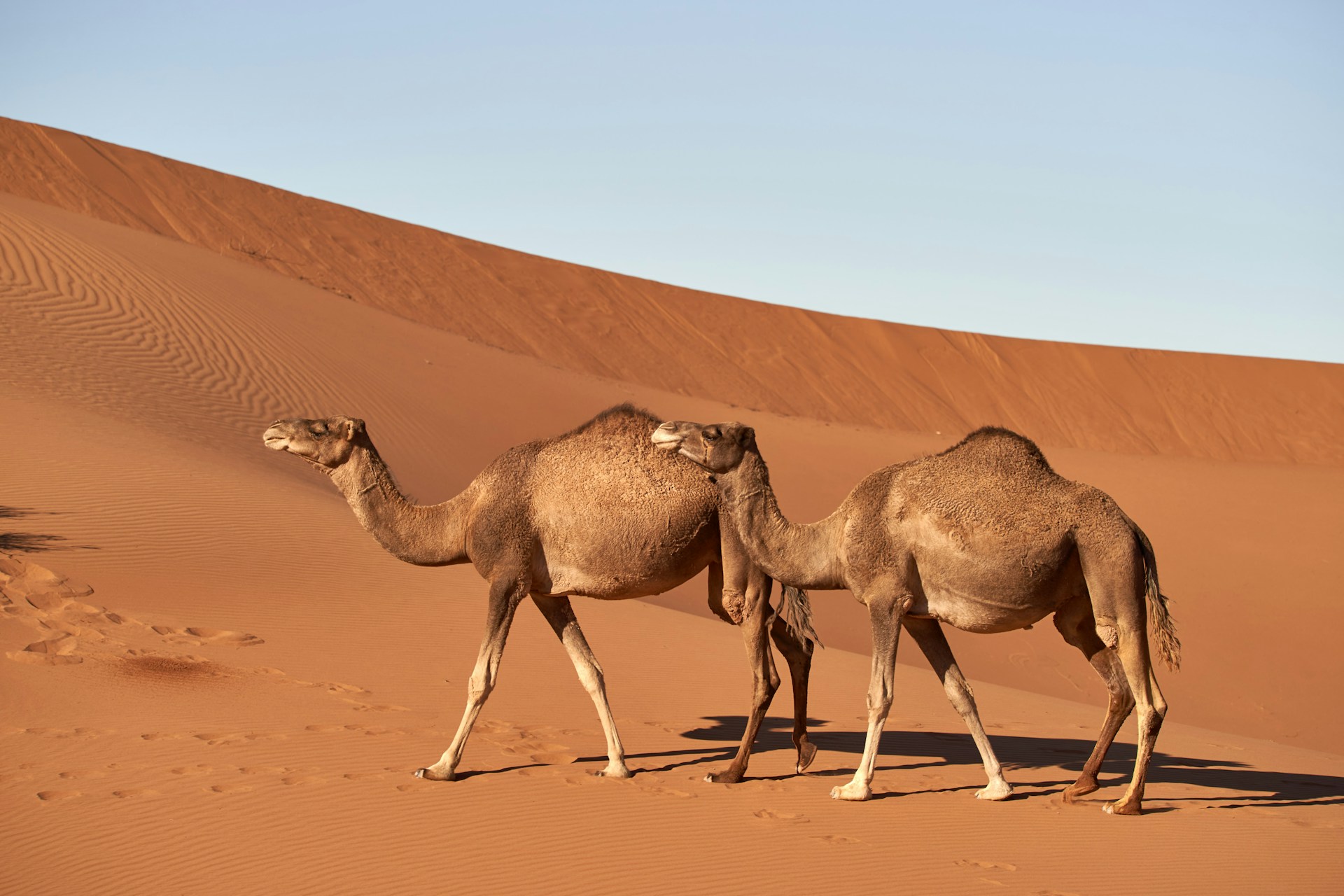 India’s Camel Breeds Below Endangered Threshold