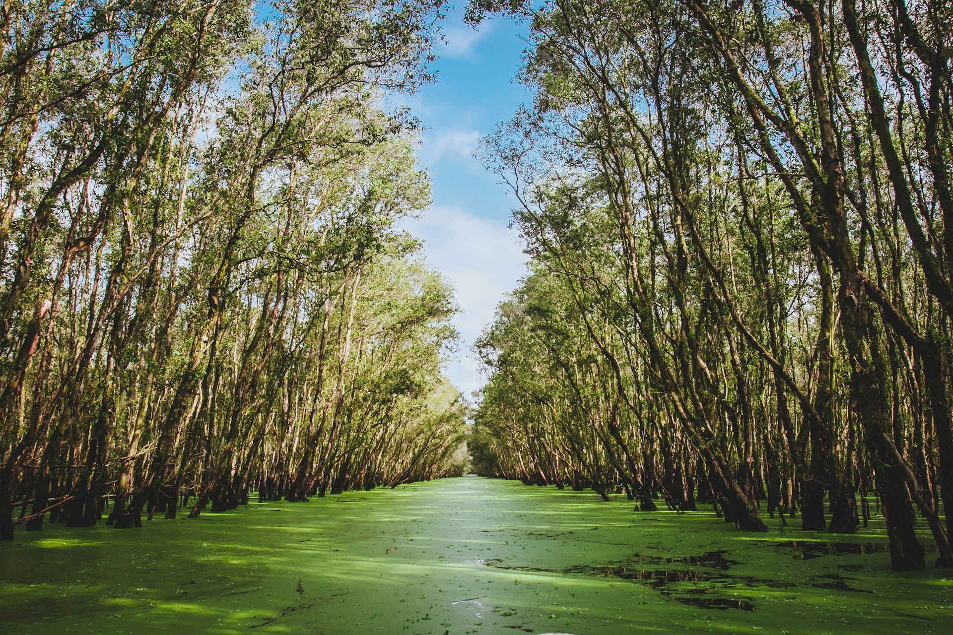 Andhra Pradesh Ranks 2nd in Mangrove Plantation Under Centre’s MISHTI Scheme