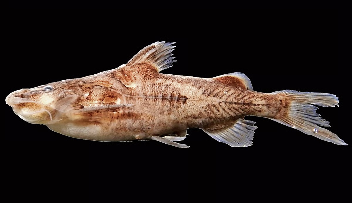 New Catfish Species Pseudolaguvia khairii Discovered in Odisha’s Budhabalanga River