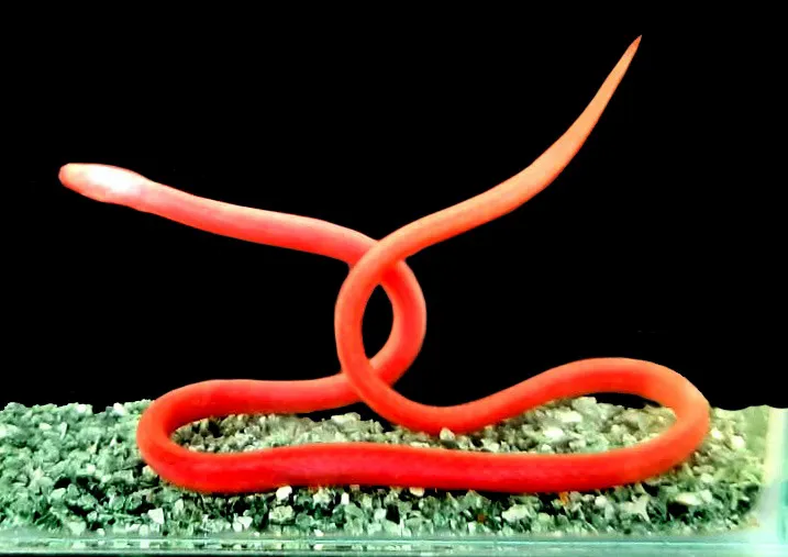 New subterranean eel species Rakthamichthys anchi discovered