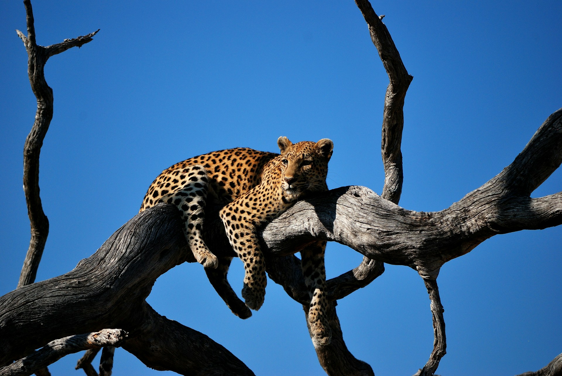 India Launches National Clouded Leopard Conservation Action Plan