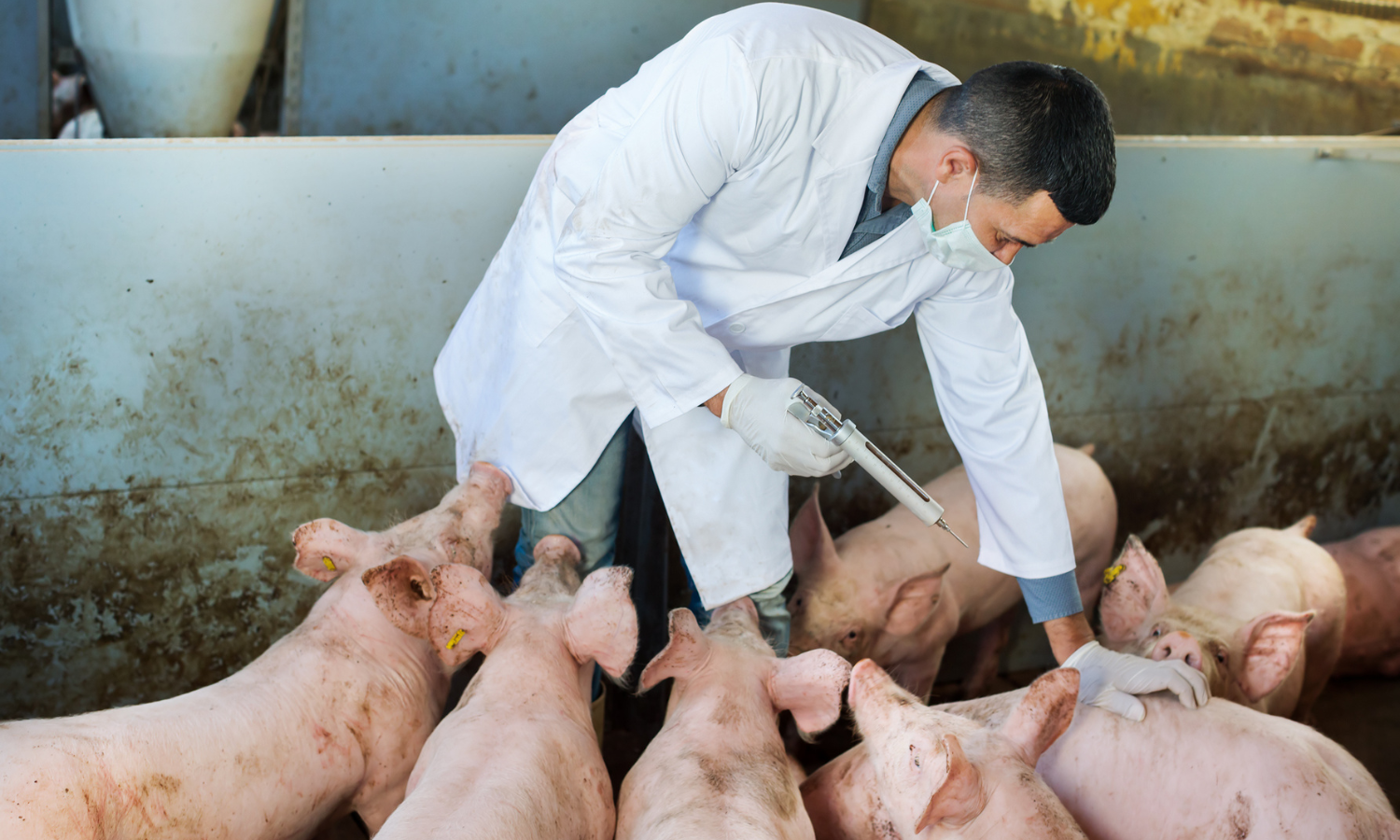 India’s First Indigenous African Swine Fever Vaccine