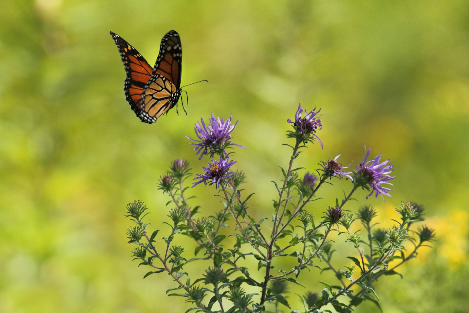 Nature Ecology & Evolution Study Tracks Butterfly Range Shifts Across 105 Countries