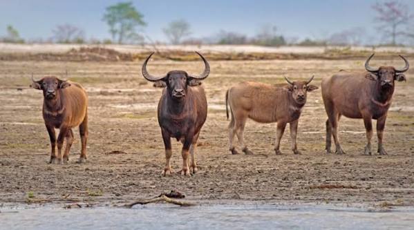 Chhattisgarh to Translocate Asiatic Wild Water Buffaloes from Assam