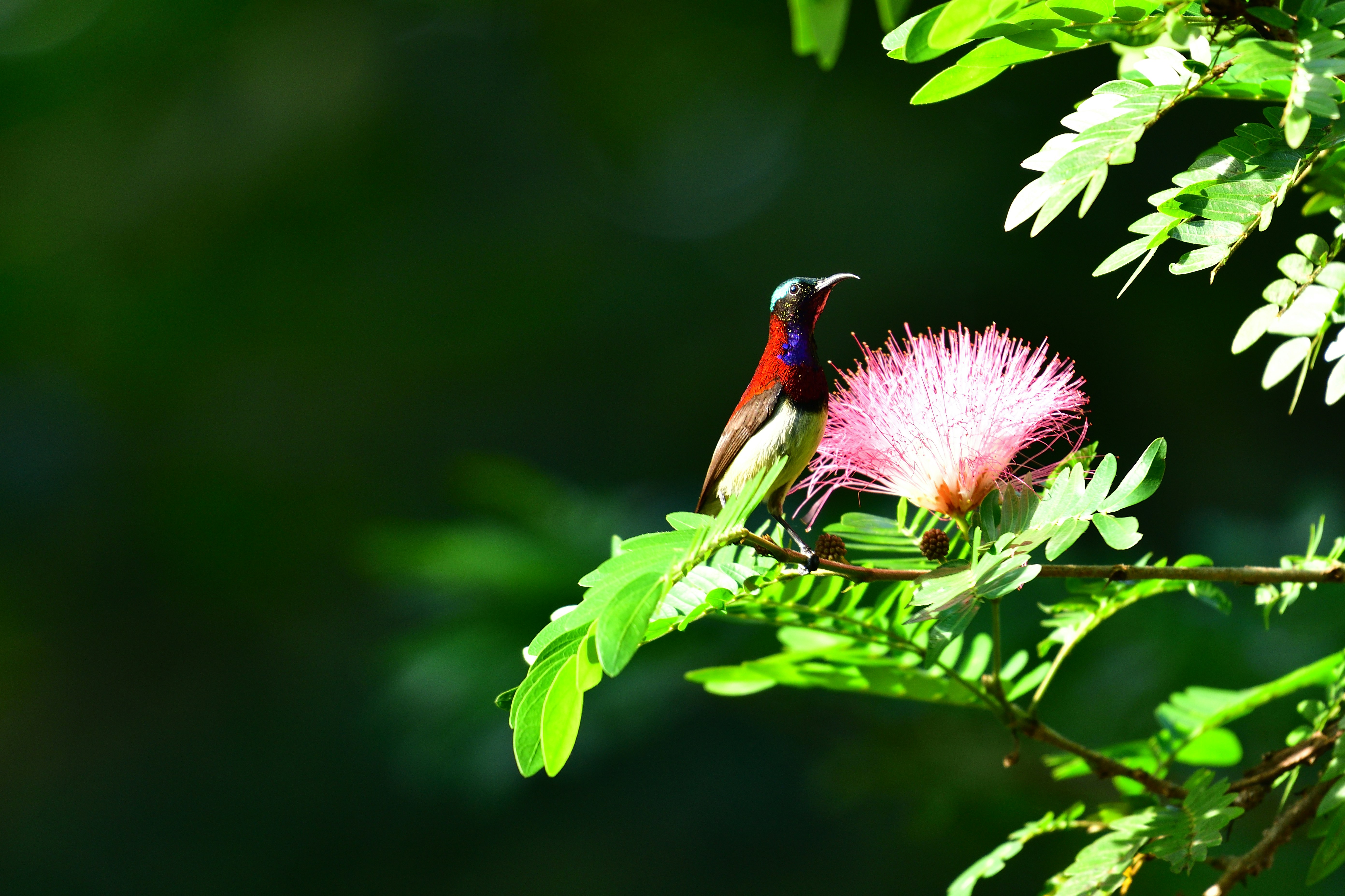 SBSTTA-28 Reviews CBD Biodiversity Targets Ahead of COP17 Yerevan