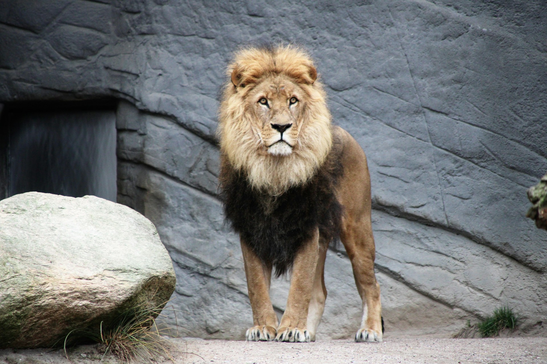 Asiatic Lion population rises to 891 in Gujarat’s Greater Gir