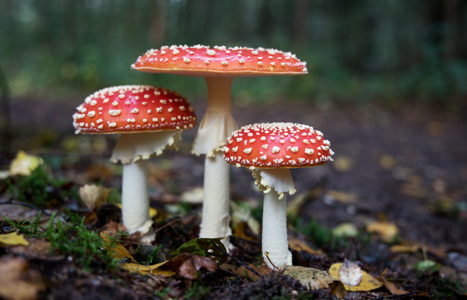 Russula griseopurpurata: New mushroom species identified