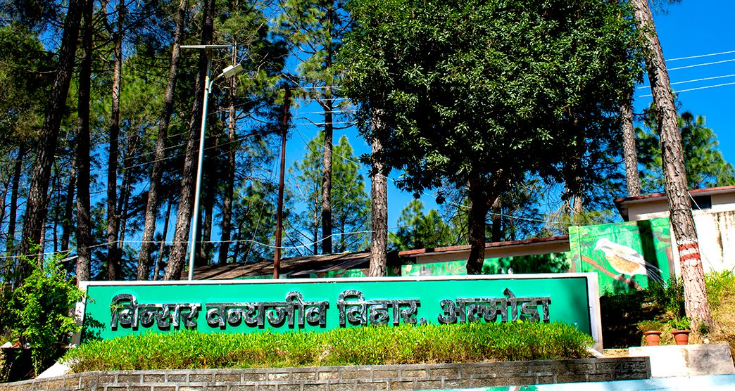 Tiger Sighting Reported Near Zero Point in Uttarakhand’s Binsar Wildlife Sanctuary