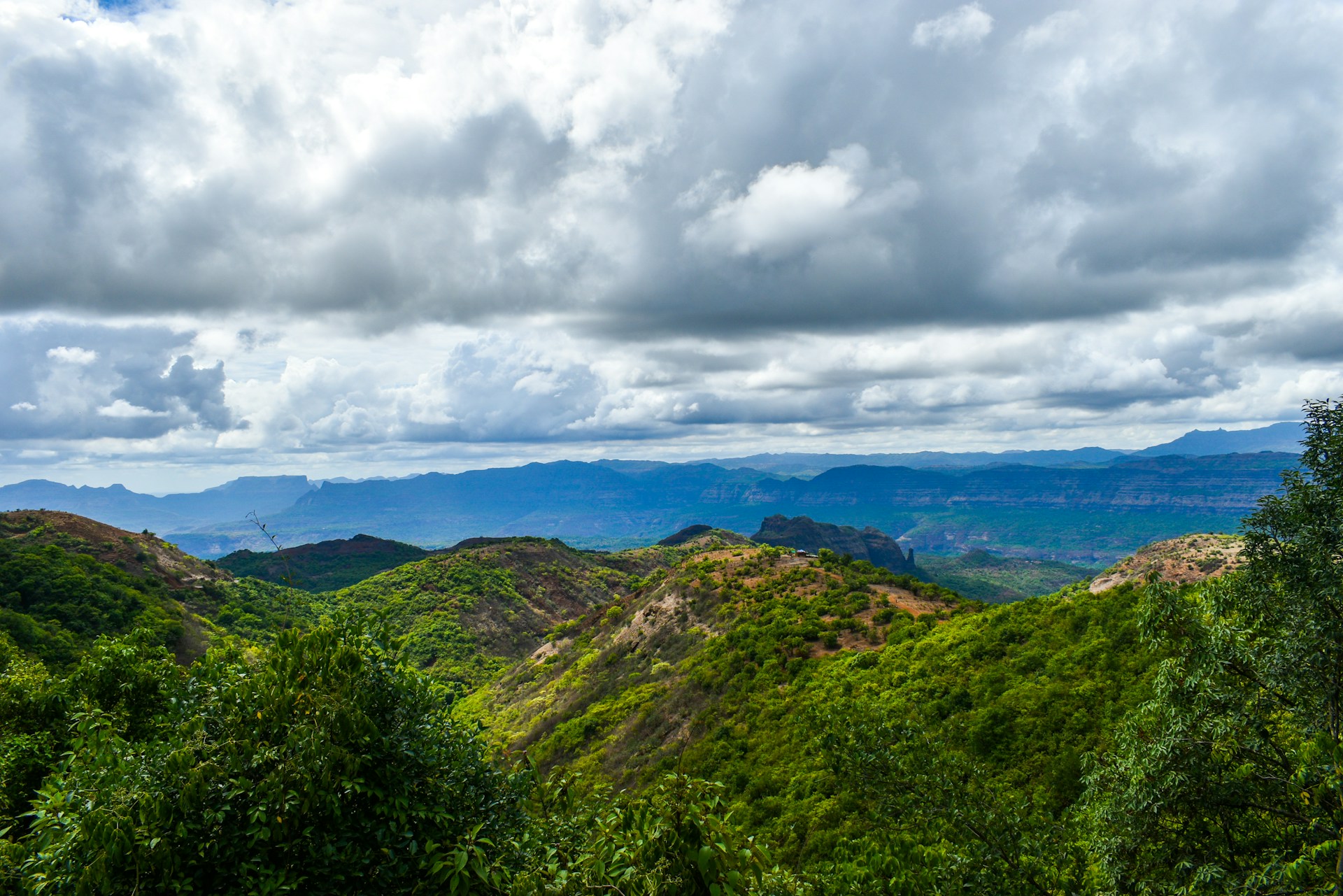 New Fern Species Discovered in Eastern Ghats, Tamil Nadu