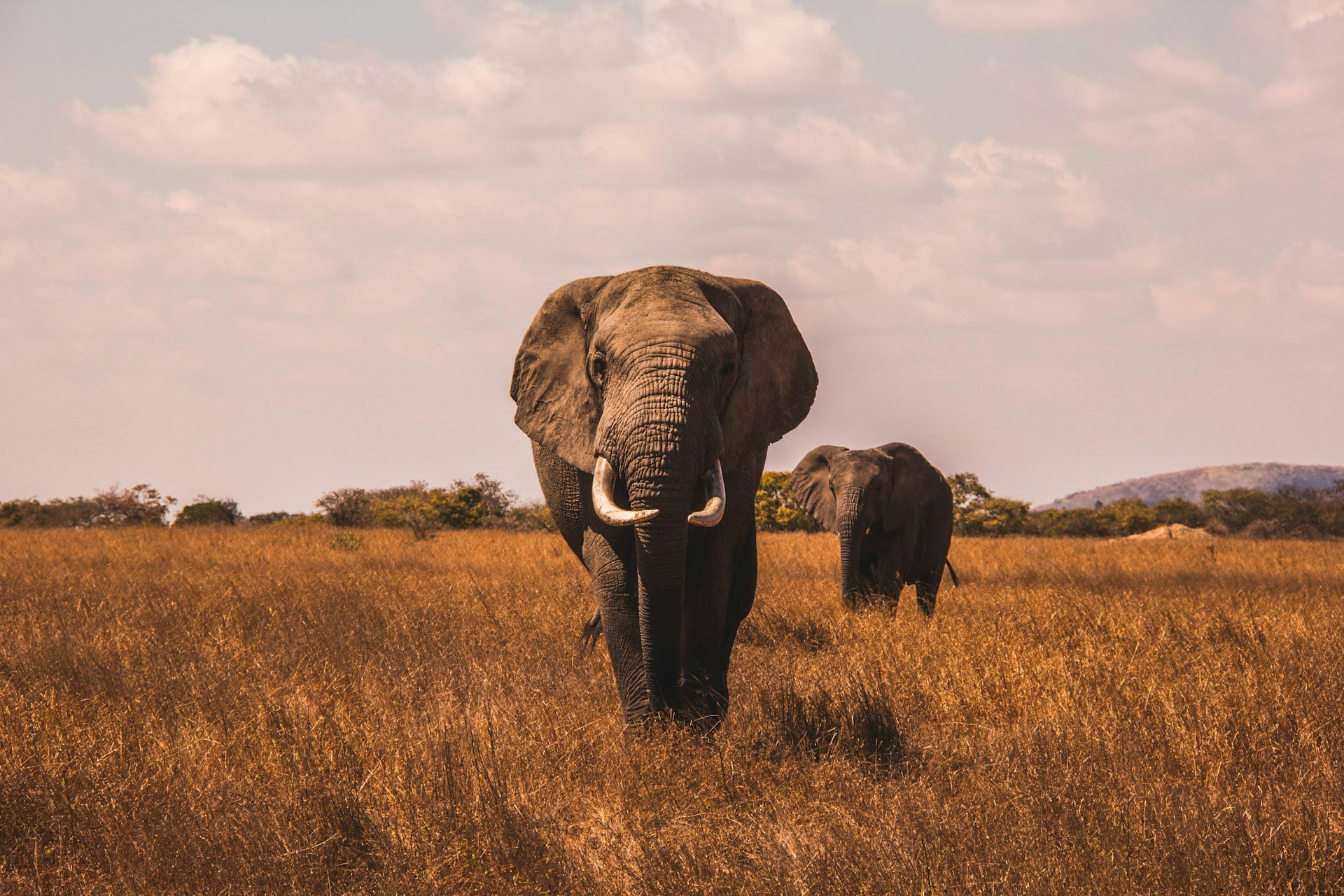 World Elephant Day 2026