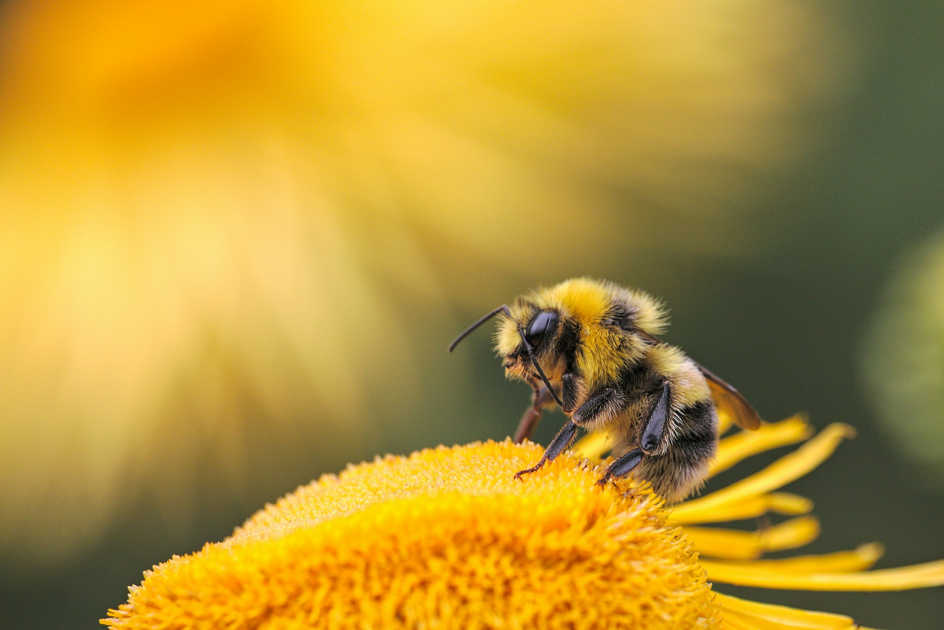 Rare solitary bee recorded first time in India at Tawang, Arunachal Pradesh