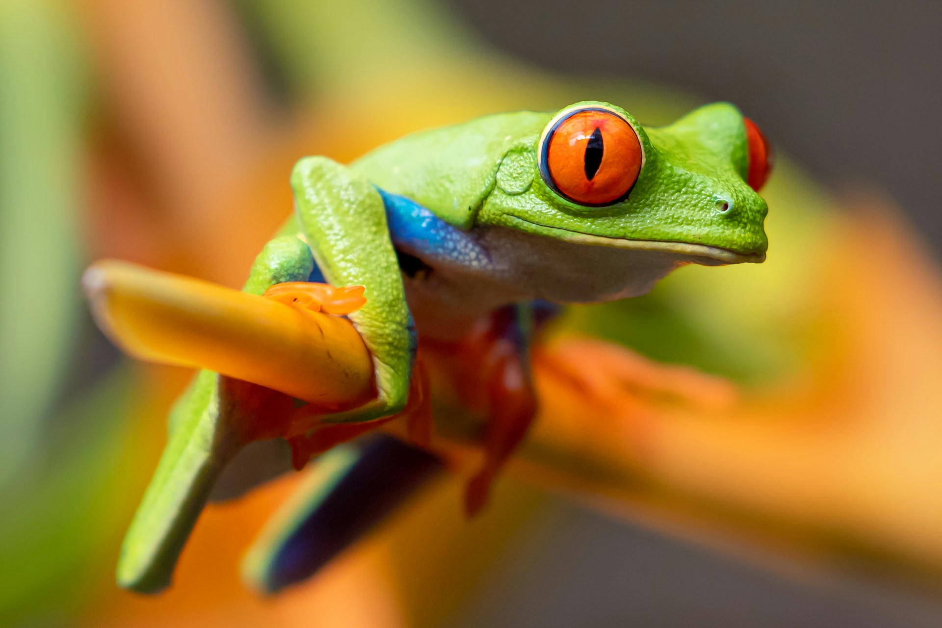 Scientists Identify Three New Cascade Frog Species in Northeast India
