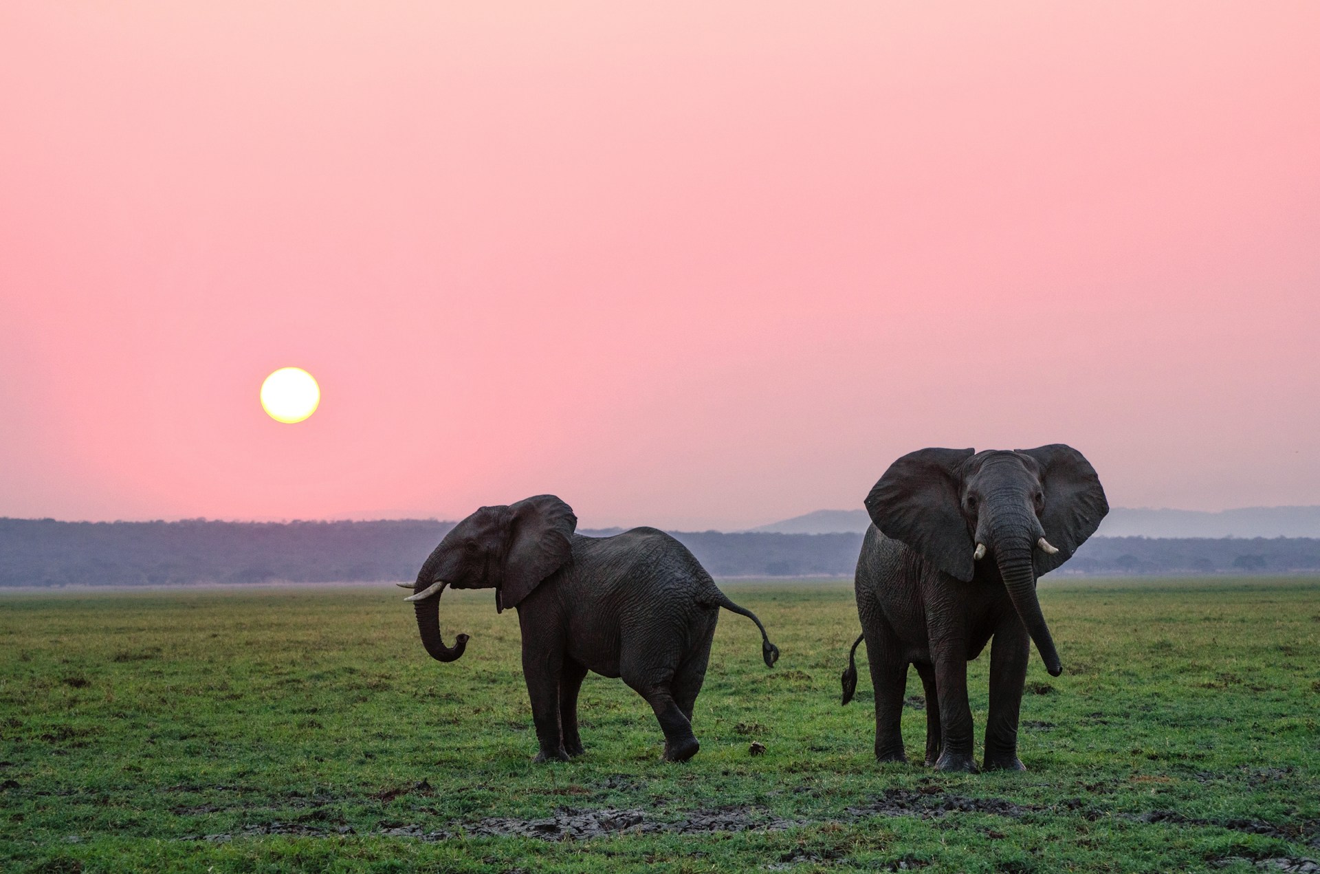 MoEFCC Confers Gaj Gaurav Awards 2026 on World Elephant Day