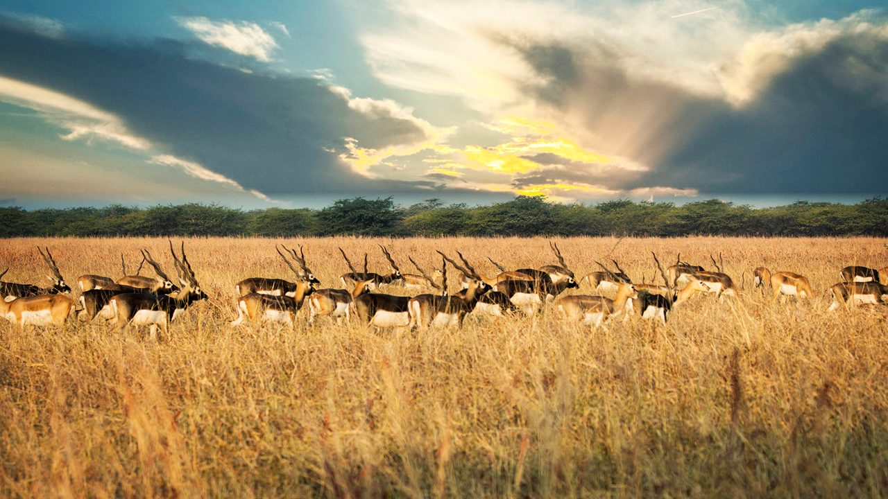 Gujarat Releases 20 Blackbucks in Kutch’s Banni Grasslands