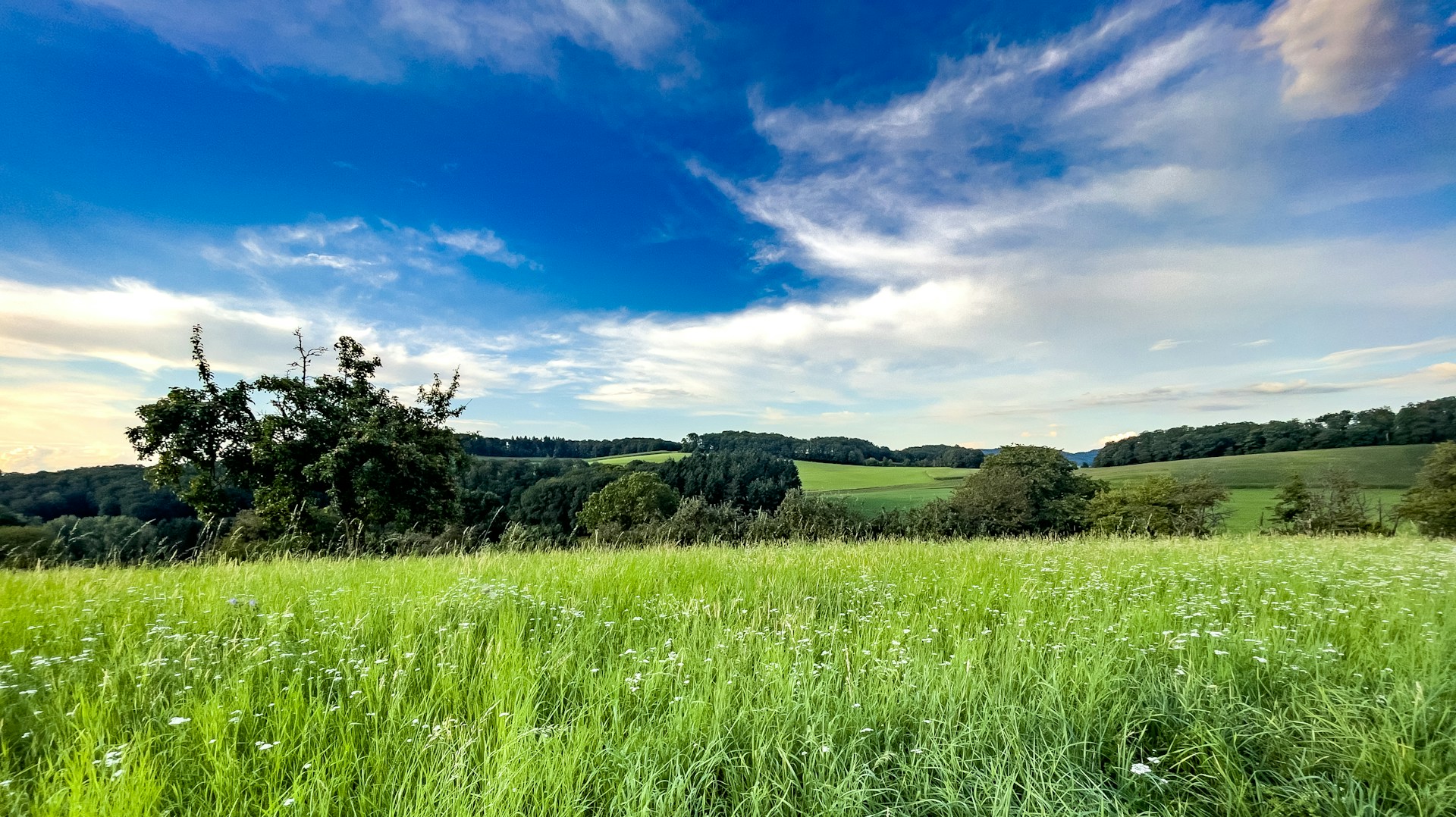 India Launches First-Ever Guide to Grasslands and Open Natural Ecosystems