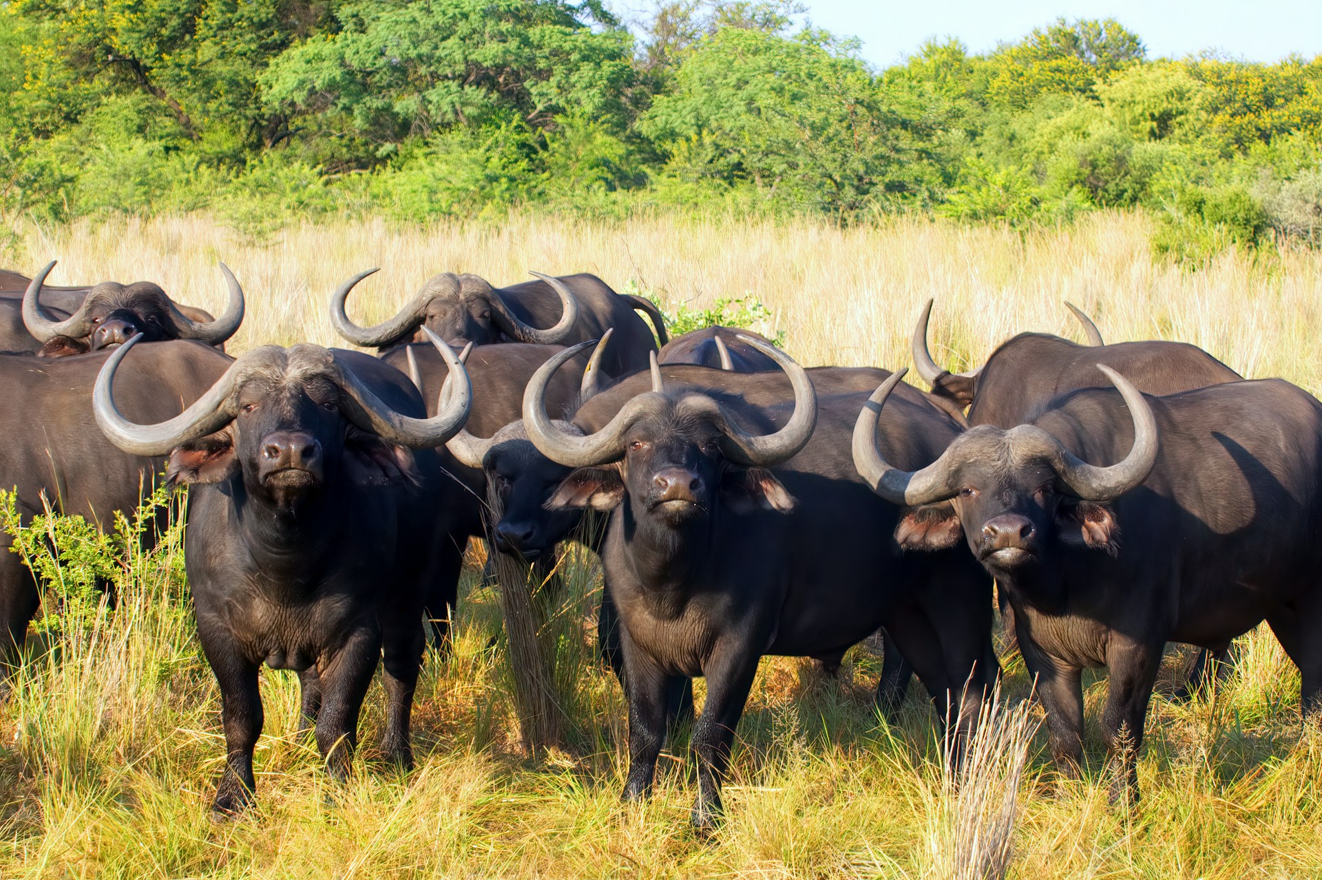 India’s Buffalo Meat Exports Rise 25.6% to $5.1 Billion in FY26