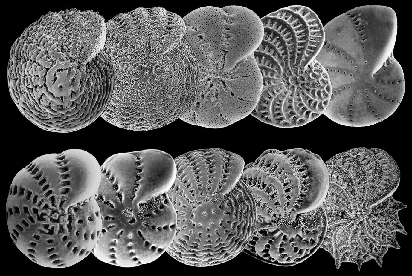 Agharkar Research Institute Identifies New Foraminifera Species