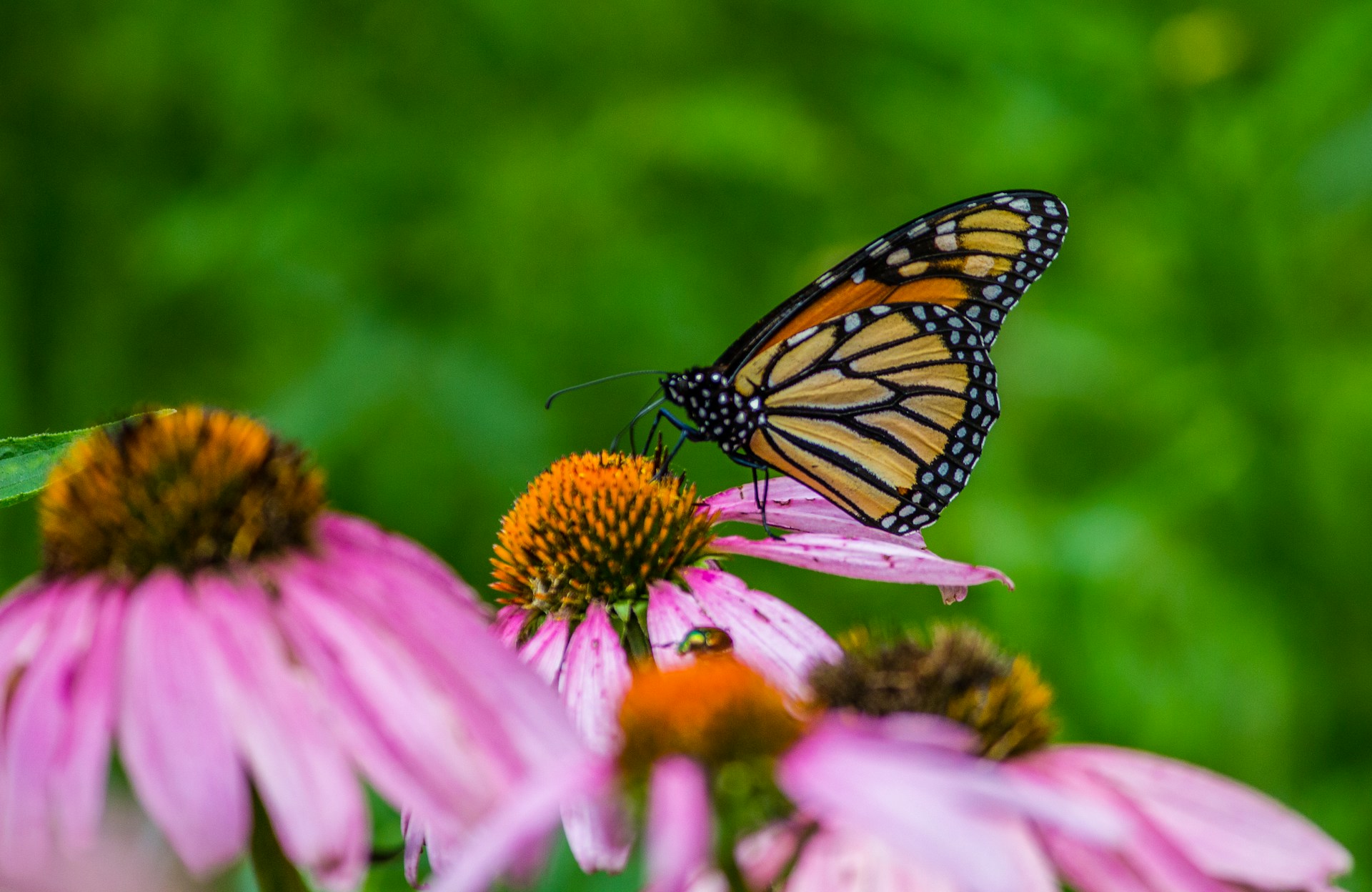 1 in 10 Butterfly Species Shifting Range Under Climate Change
