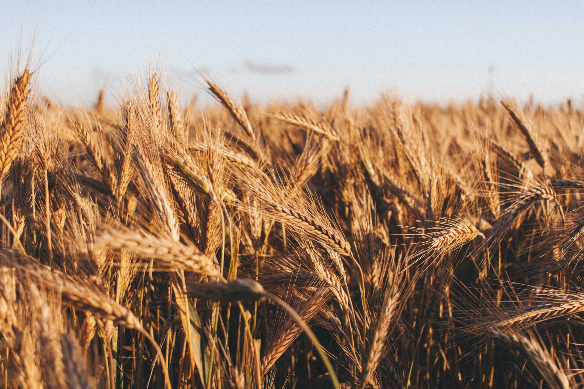 NSO ICS Report Flags Procedural Lapses in Crop Cutting Experiments
