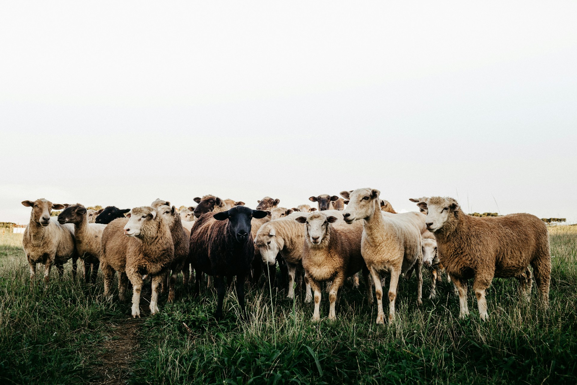 NADCP Scheme  to eradicate FMD, Brucellosis