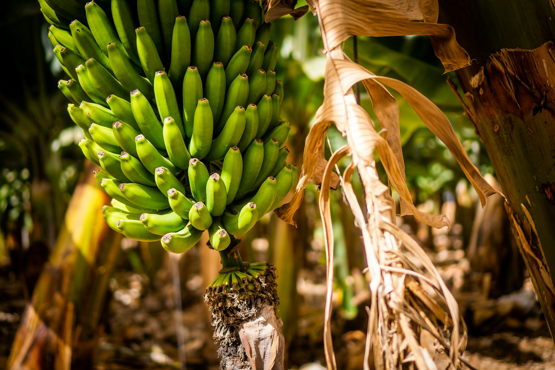 ICAR-NRCB Releases New Banana Varieties
