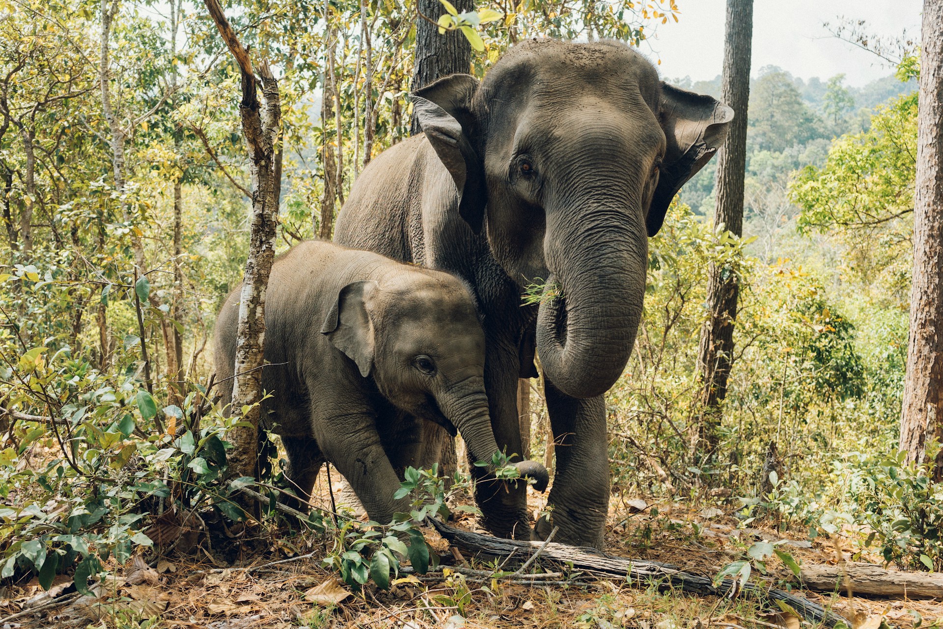 Supreme Court Directs Centre to Resurvey Elephant Corridors
