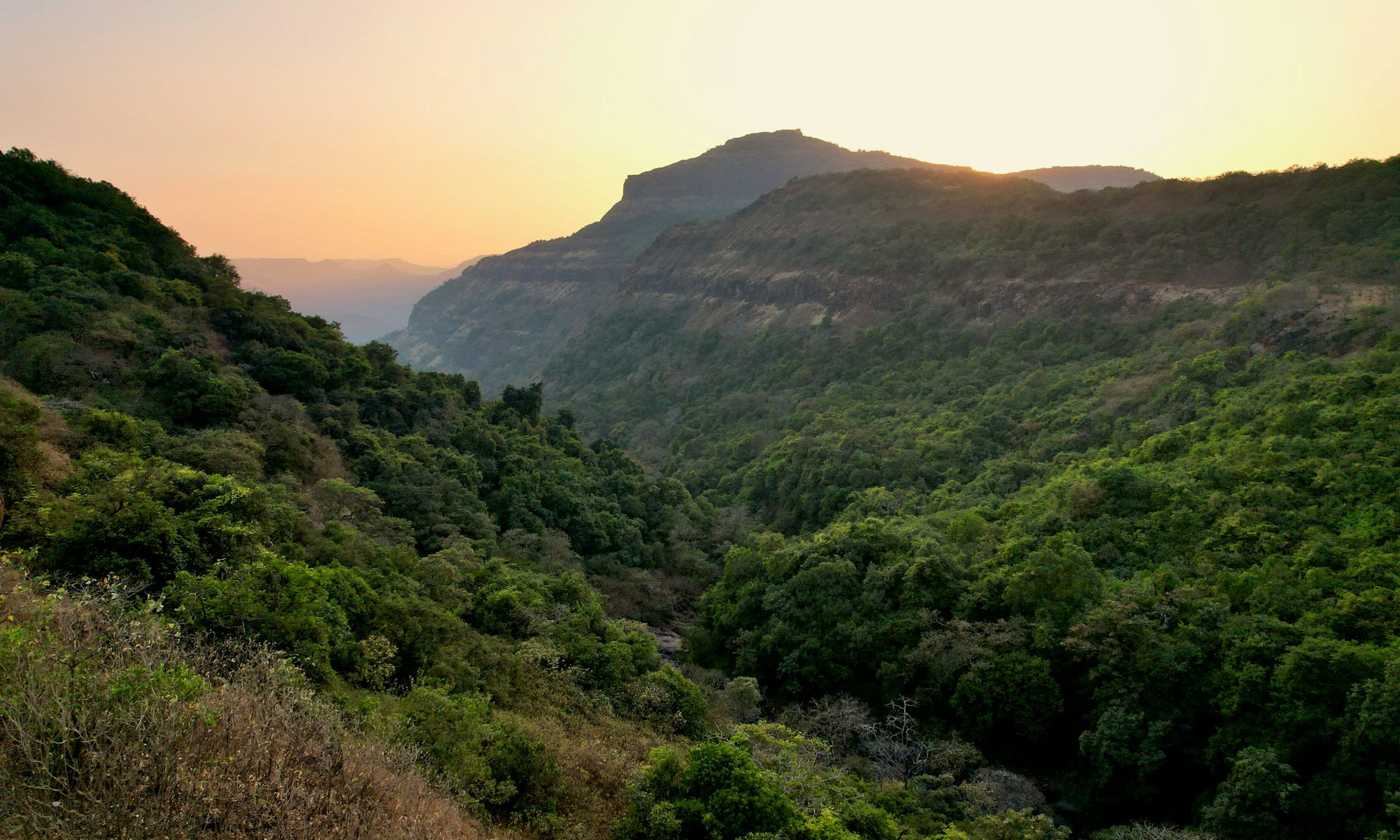 Climate change threatens forest ecosystem stability in Nilgiri Biosphere Reserve