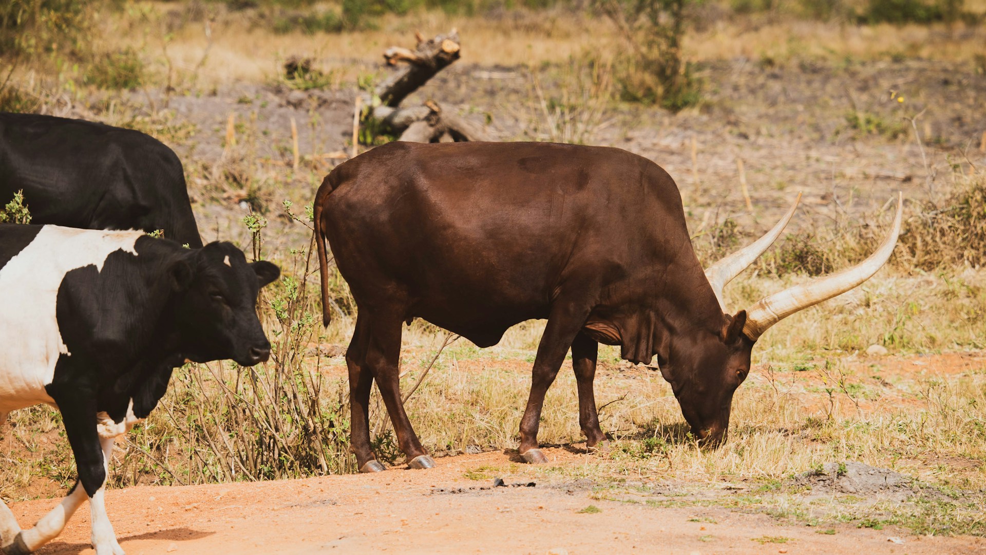 ICAR Registers 16 New Indigenous Livestock and Dog Breeds