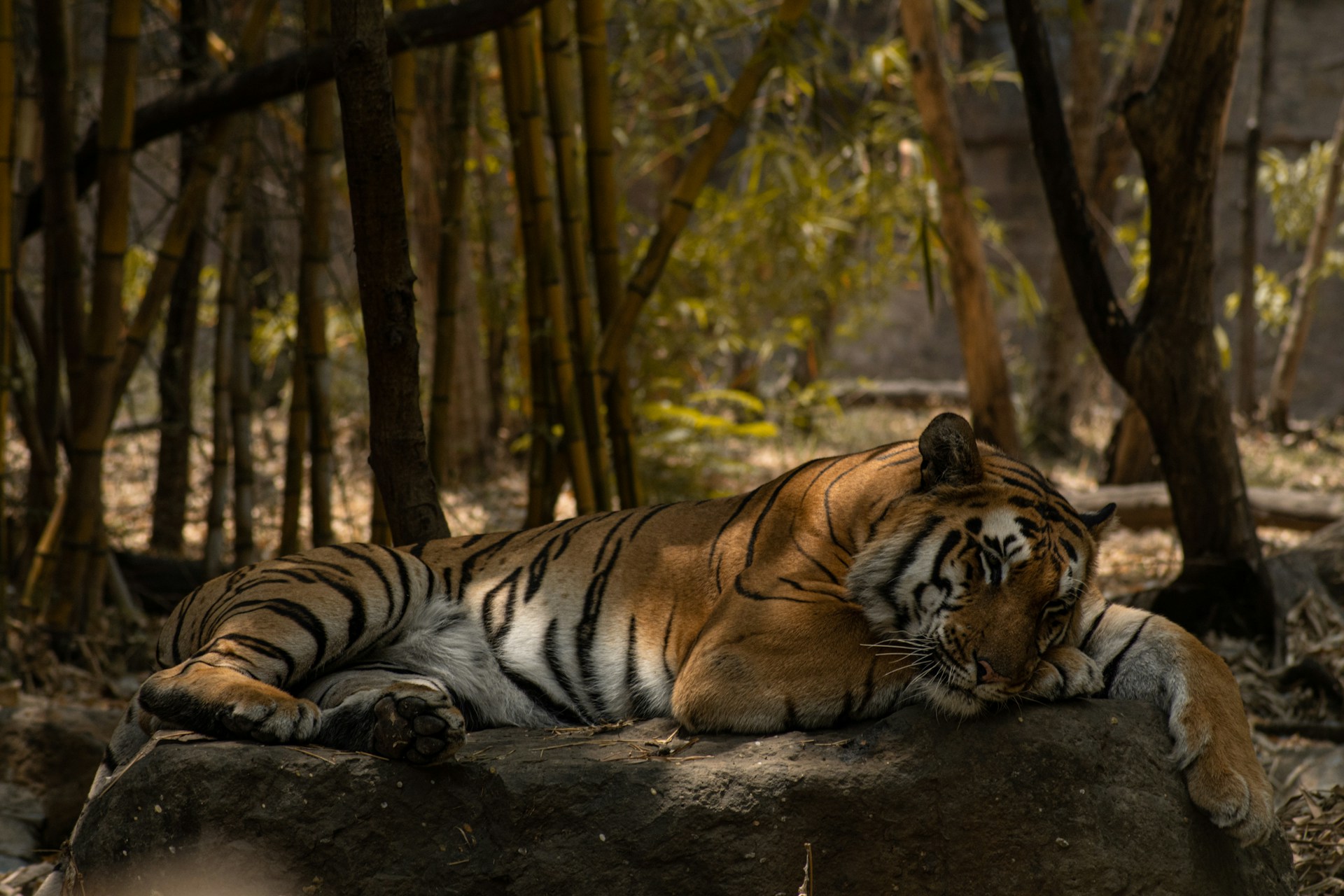 Tiger Camera-Trapped in Kishkindha Hills, After Five Decades