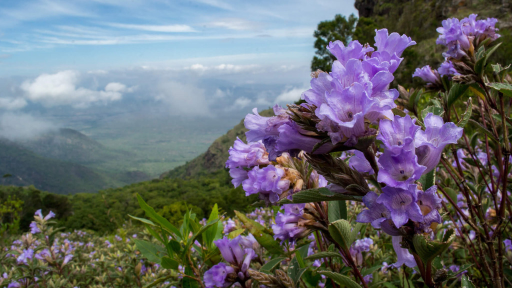 Annual Plan of Operation to Conserve Neelakurinji