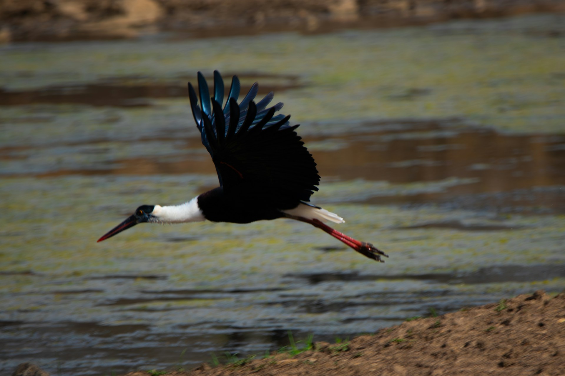 Study Flags Khijadiya Bird Sanctuary as Black-necked Stork Breeding Hub