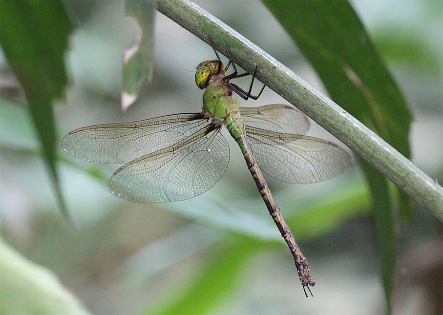 Spoon-tailed Duskhawker Photographed in Namdapha