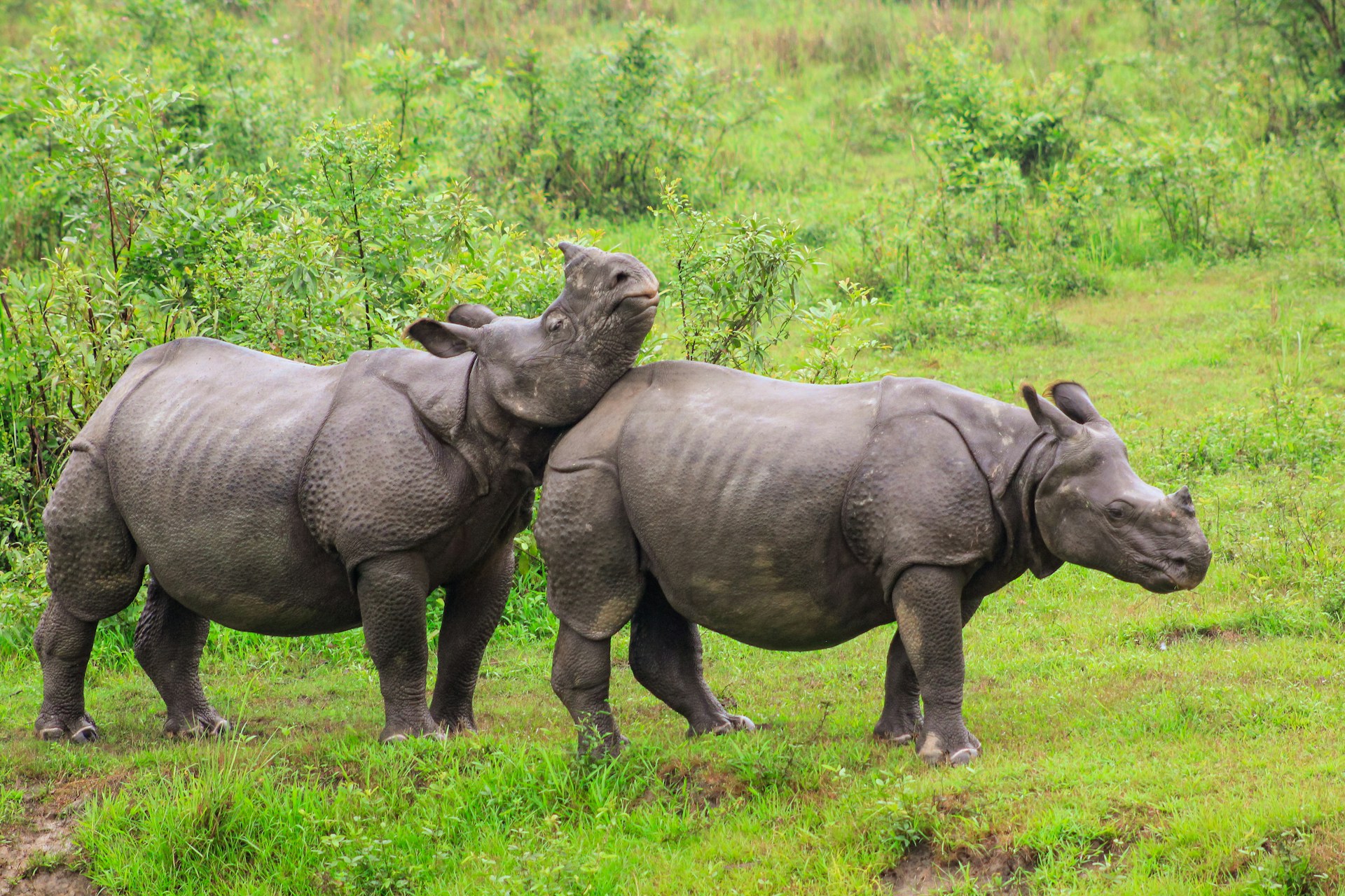 Assam’s CWRC Completes 25 Years of Wildlife Rescue Work