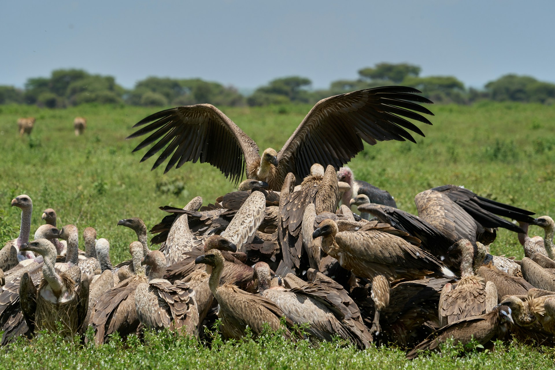 46 Vulture Carcasses Linked to Hazardous Power Infrastructure