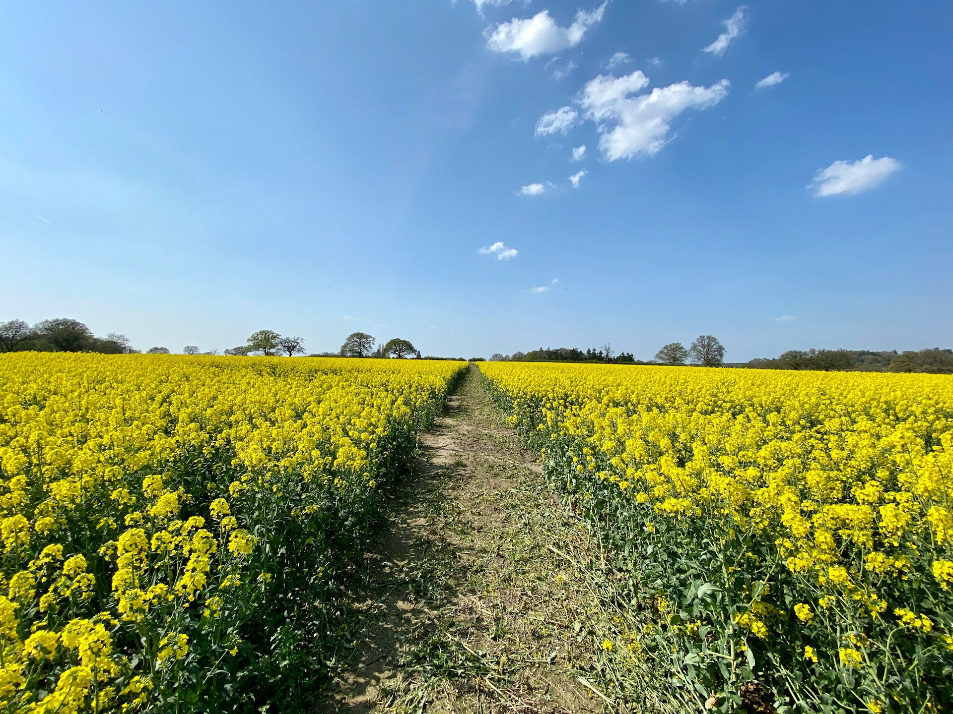 Delhi University’s Transgenic Mustard Hybrid DMH-11