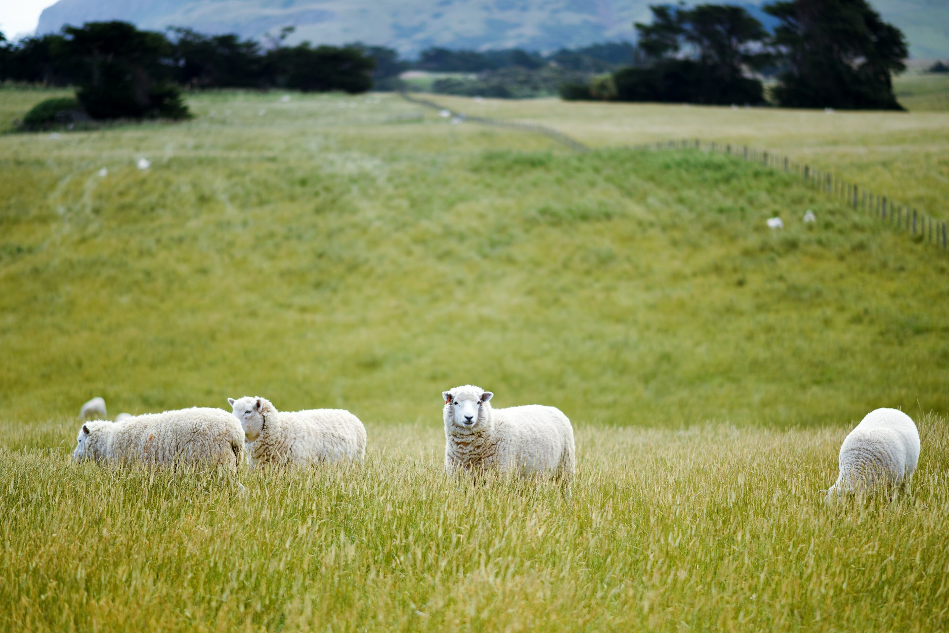 Himachal Pradesh Crossbreeds Australian Merino With Gaddi Sheep