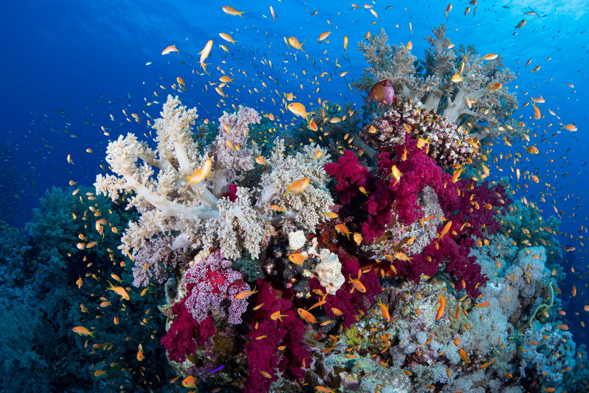 GCRMN’s Seventh Status Report Flags More Frequent Coral Bleaching