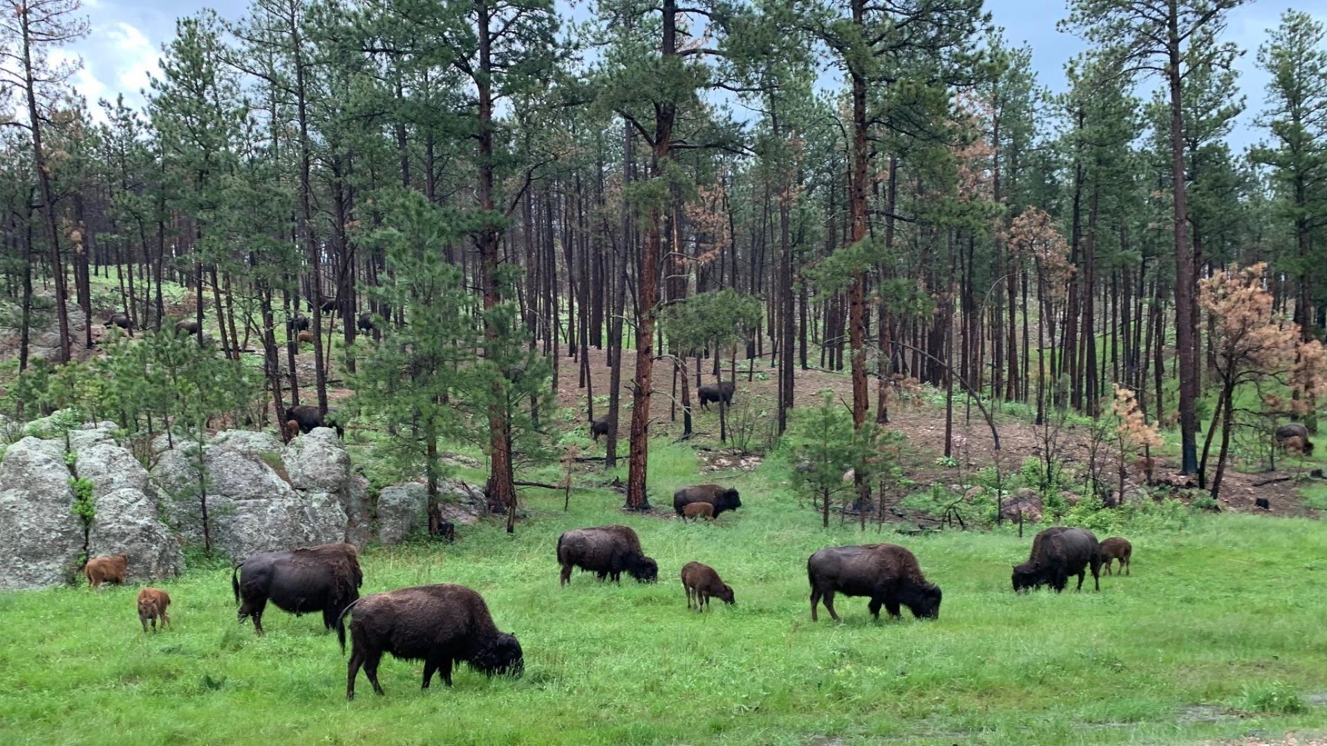 UNCCD Launches Rangelands Flagship Initiative at COP17