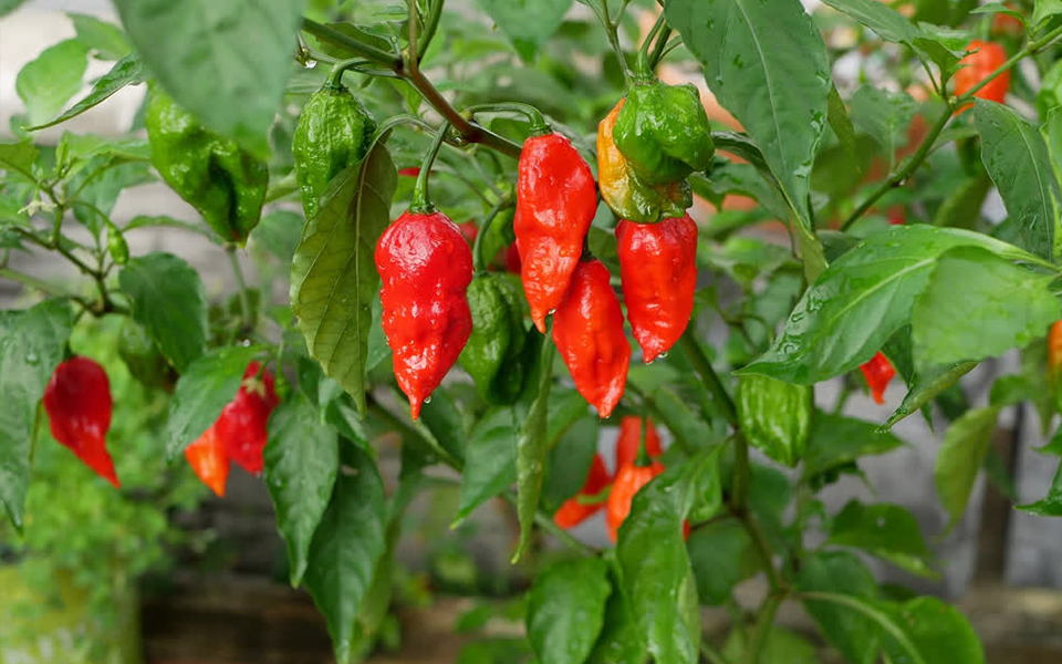 Raja Mircha, the GI-Tagged Naga King Chilli