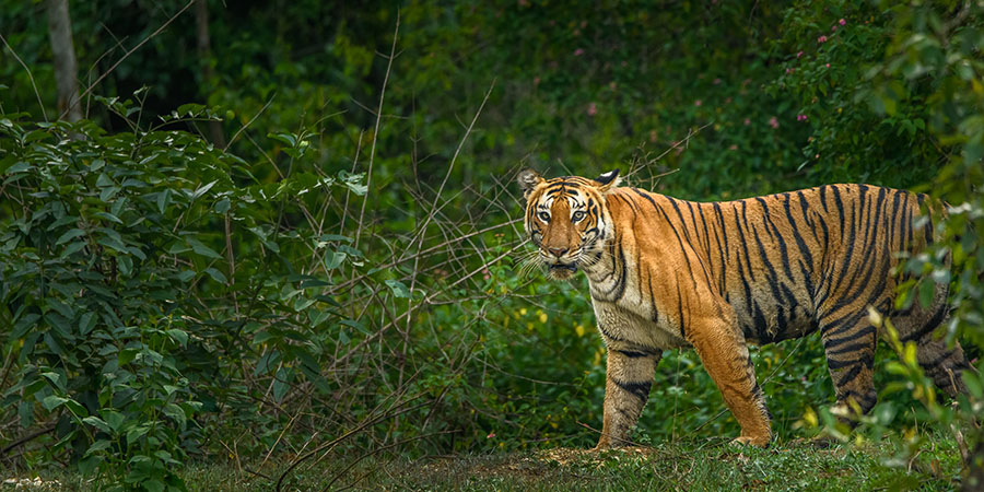 Male Mahadeshwara Hills Sanctuary flags half of poaching cases