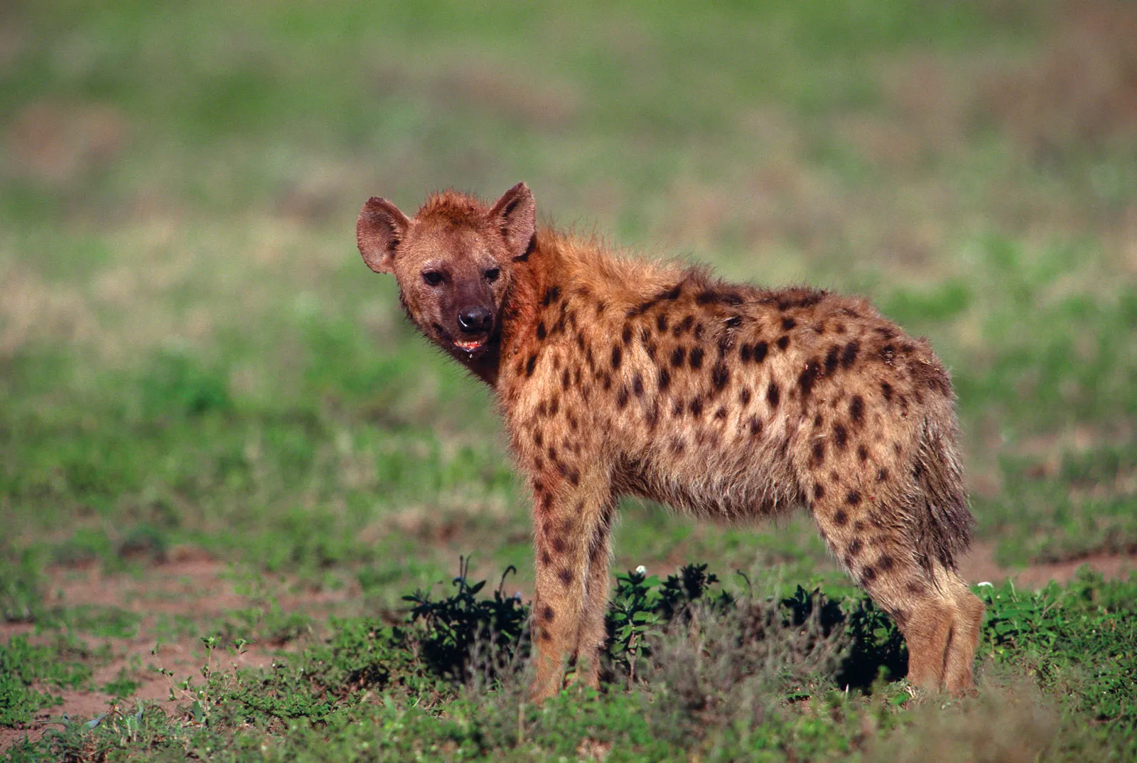 Striped Hyena (Hyaena hyaena) as scavenger