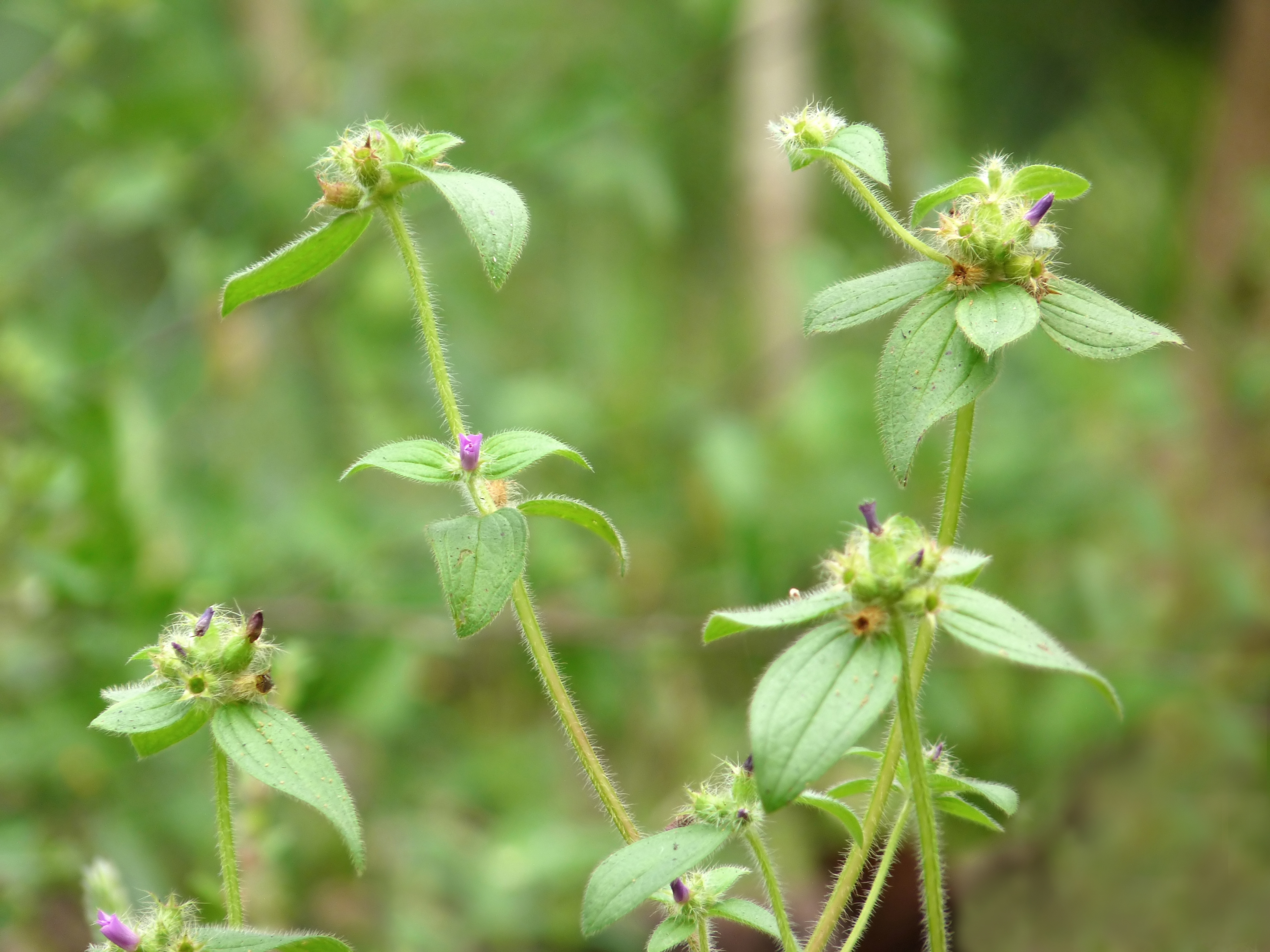 Osbeckia ulotricha in Western Ghats Shola Grasslands