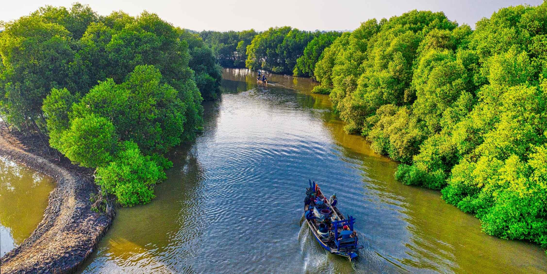 Weakening Carbon Sinks Could Undermine Global Net Zero Strategies