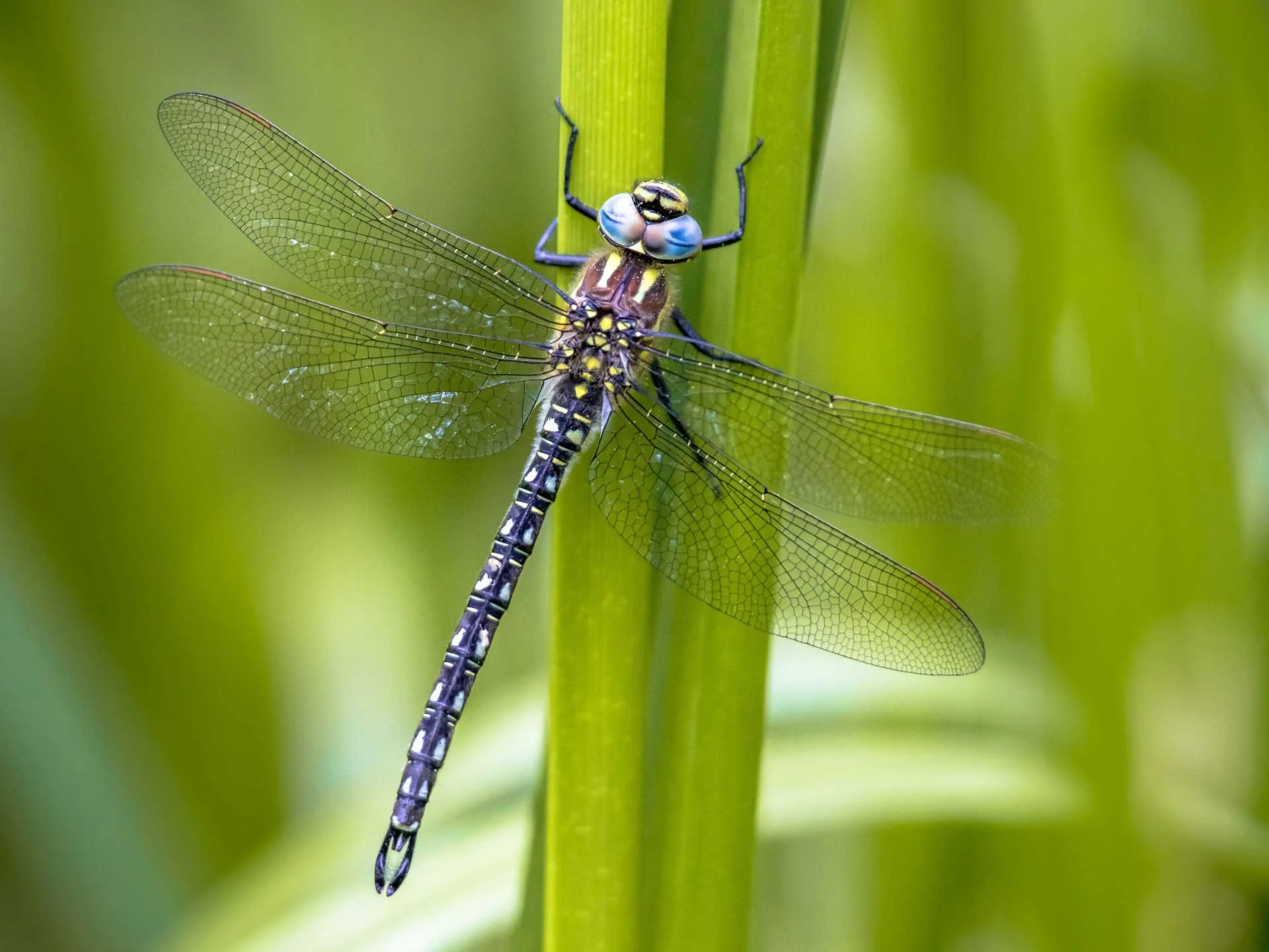 Dragonflies (Odonata) as Ecosystem Indicators
